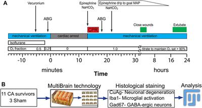 Early Thalamic Injury After Resuscitation From Severe Asphyxial Cardiac Arrest in Developing Rats